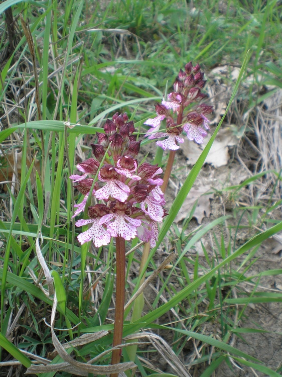 orchidee del perugino